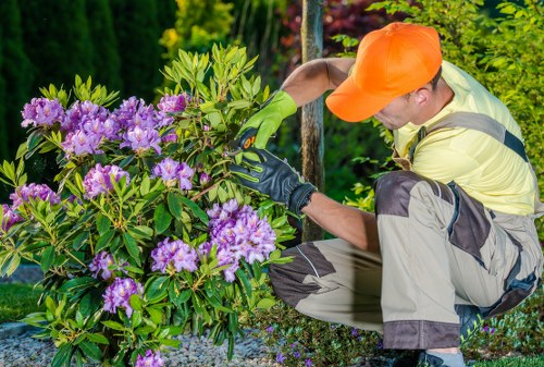 Gardener assessing a lawn for a maintenance complaint