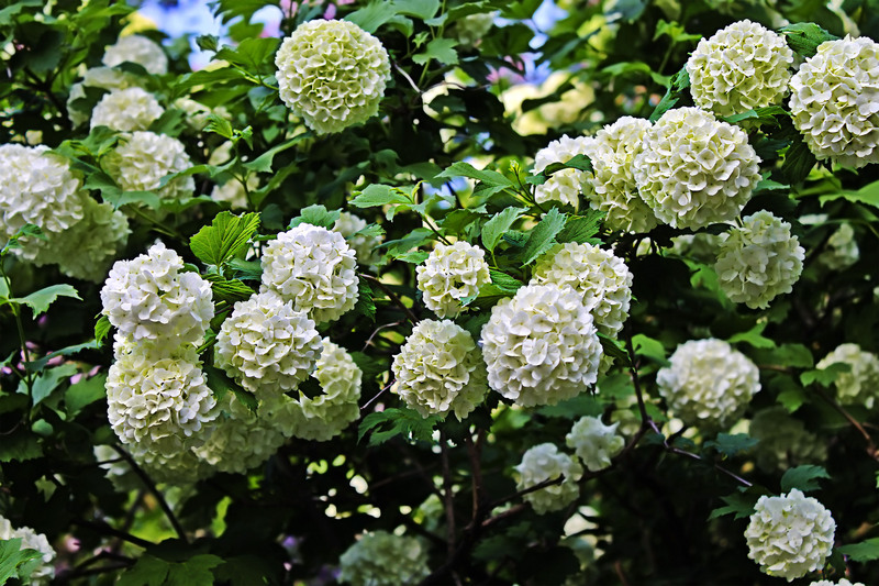 Garden property